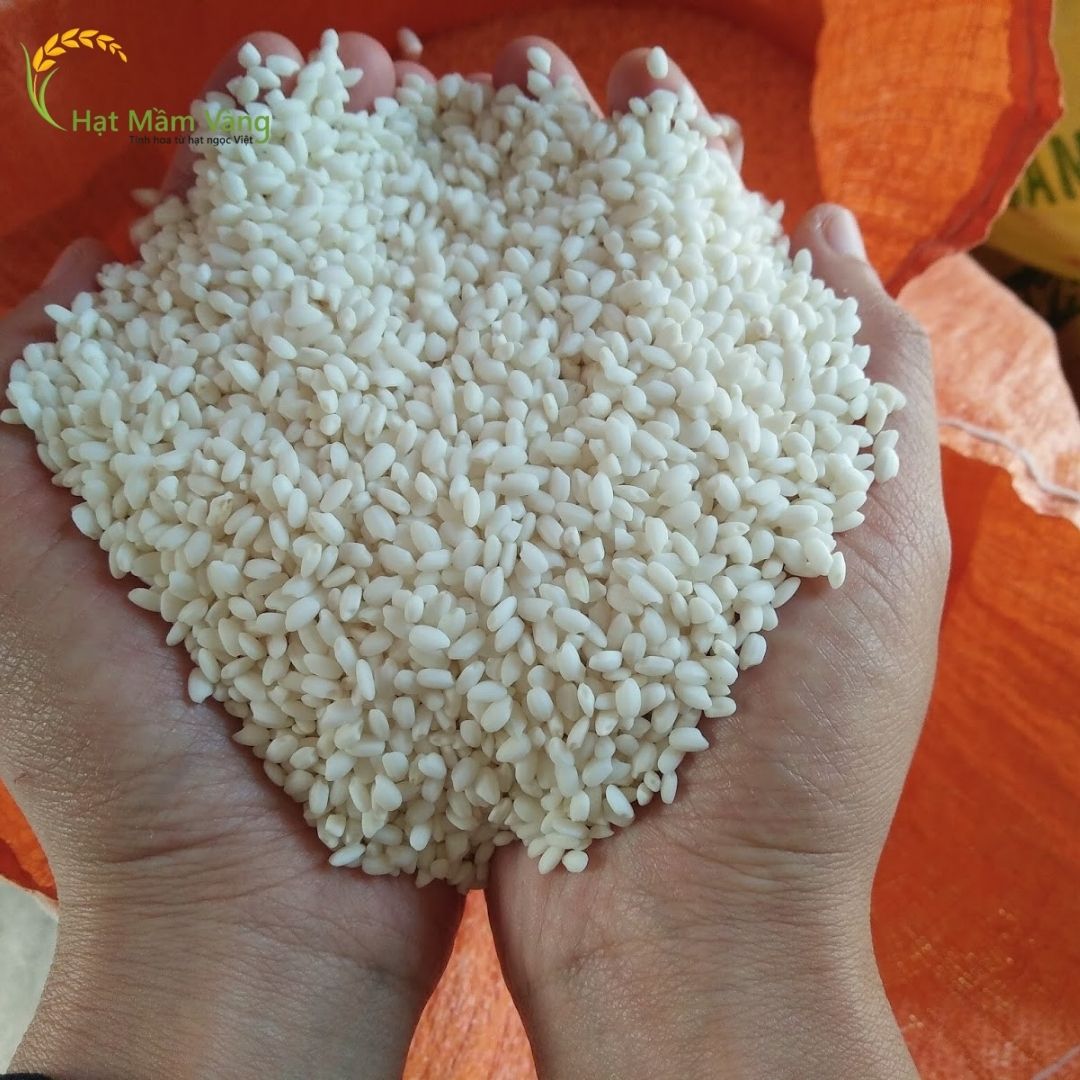 GẠO NẾP CÁI HOA VÀNG